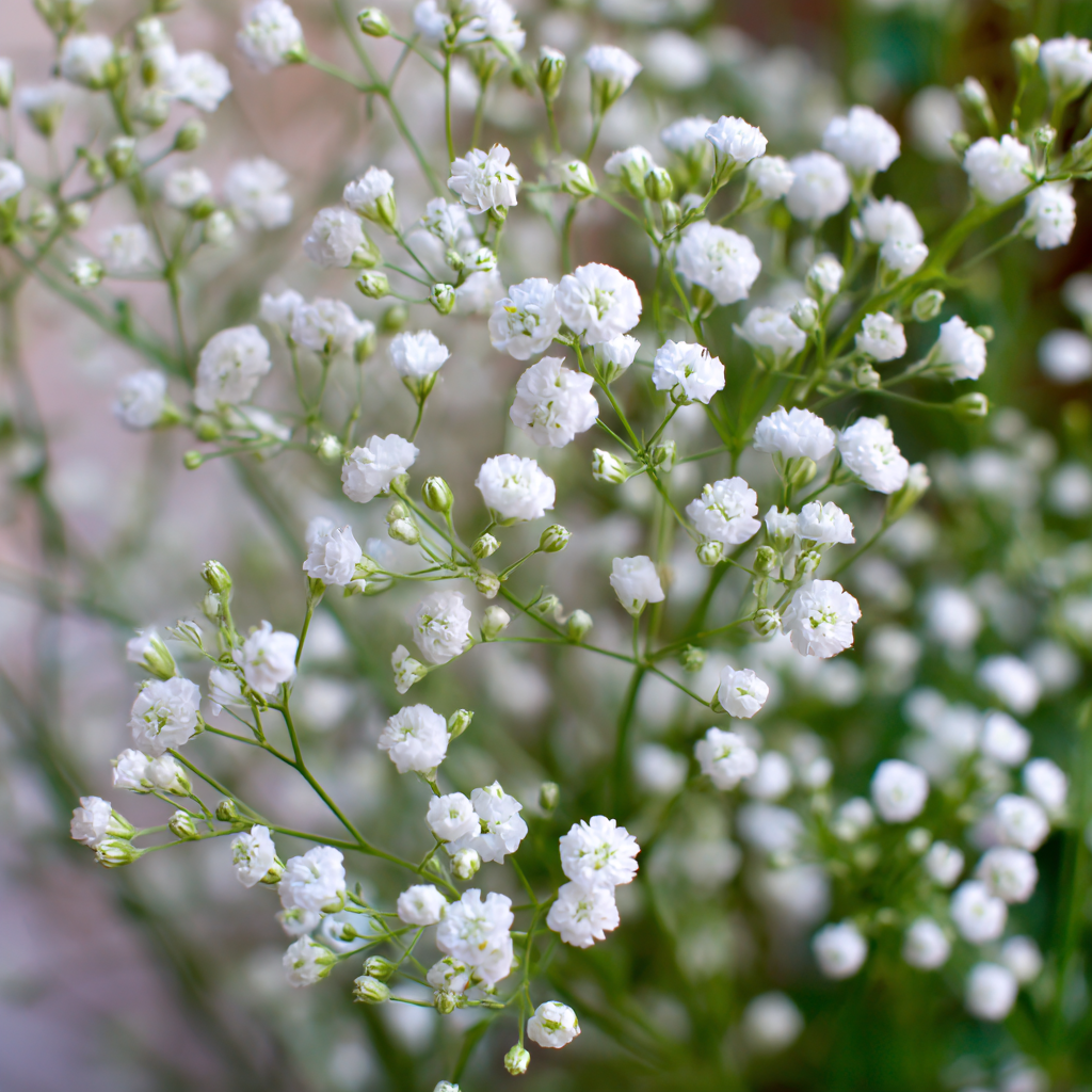 Covent Garden Baby's Breath flowers growing in a garden