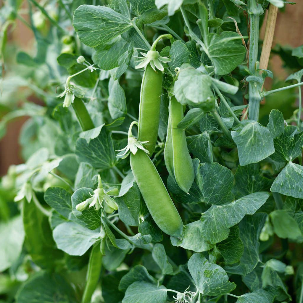 Dwarf Sugar Grey Pea plant growing in a garden