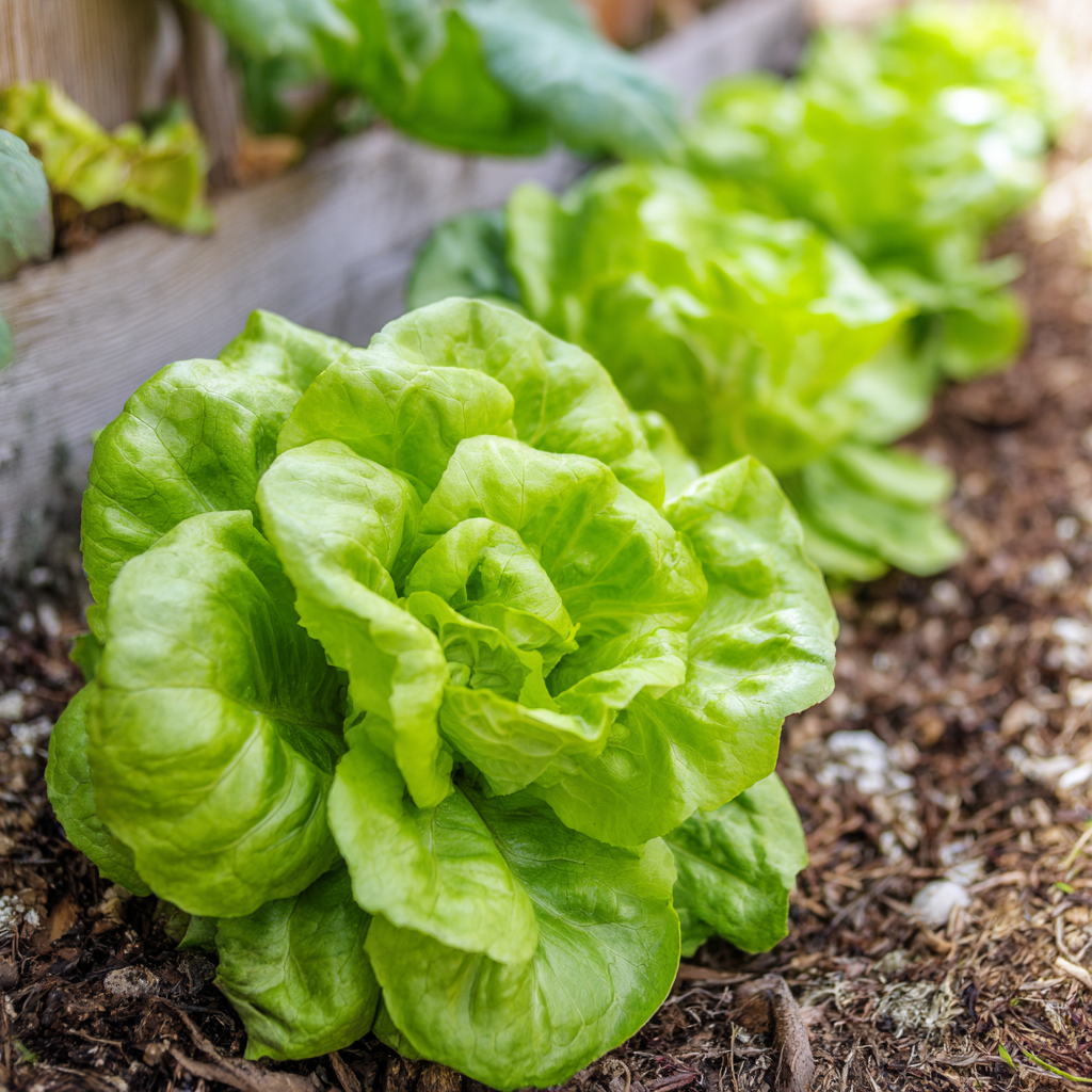 Summer Bibb Lettuce plant growing in a garden