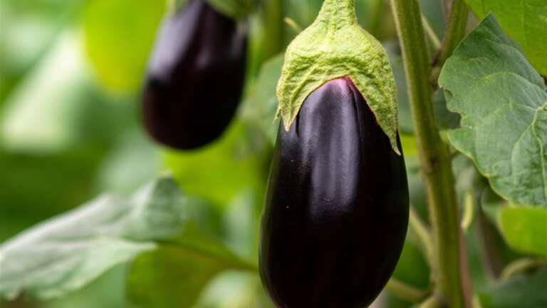 Black Beauty Eggplant fruit growing on the plant