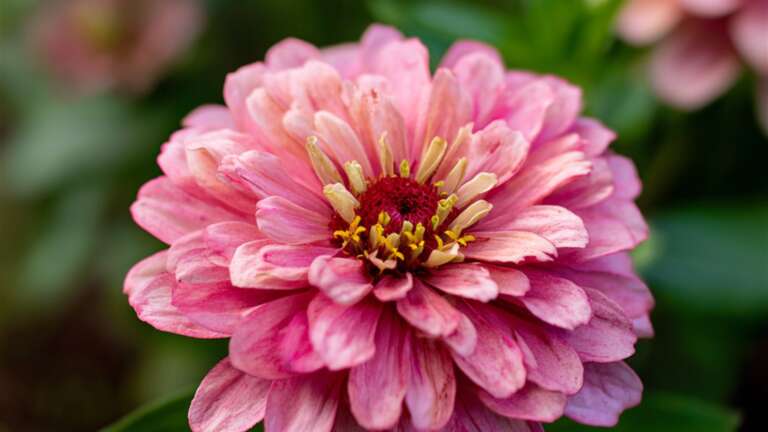Blushing Bride Zinnia pink bloom in the garden