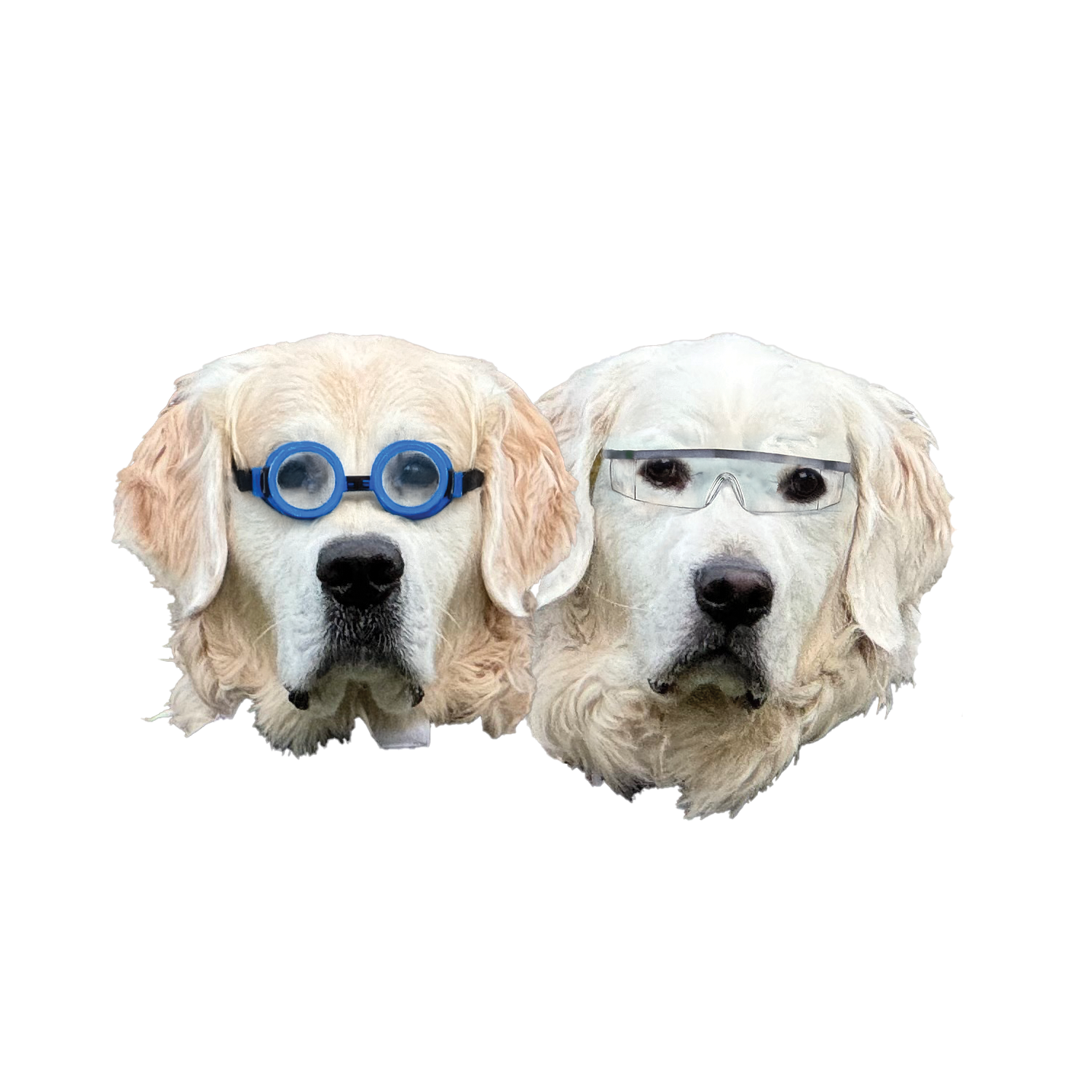 Stanley and Sterling, RDR Seeds quality control