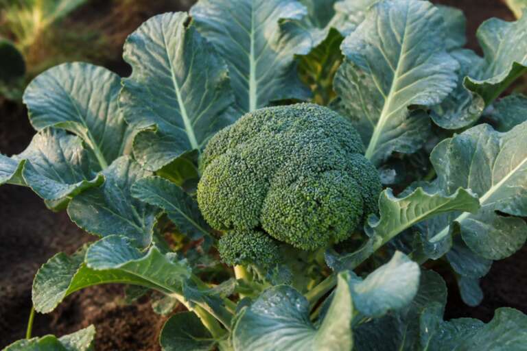Broccoli plant growing in a garden