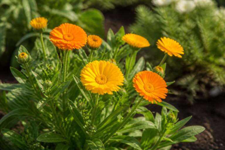 Calendula flowers growing in a garden