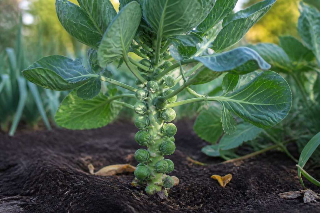 Catskill Brussels Sprout plant growing in a garden