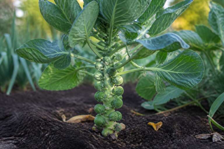Catskill Brussels Sprout plant growing in a garden