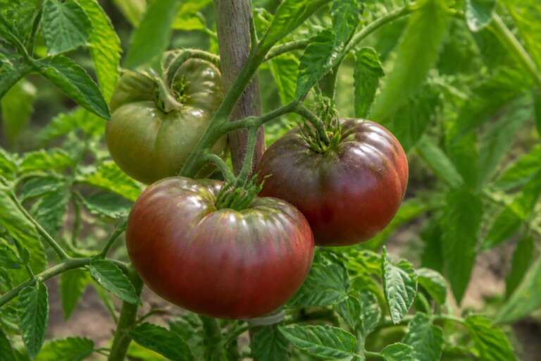 Cherokee Purple Tomato plant growing in a garden