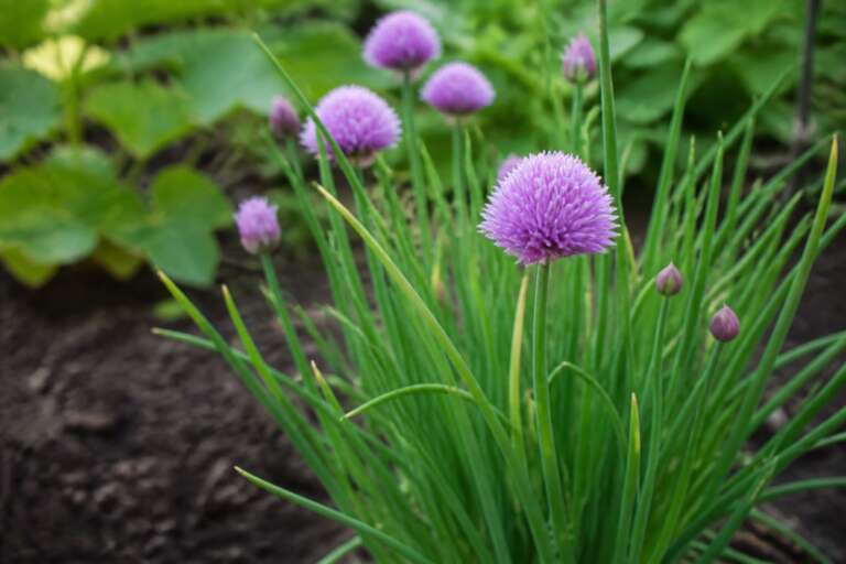 Chives herb growing in a garden