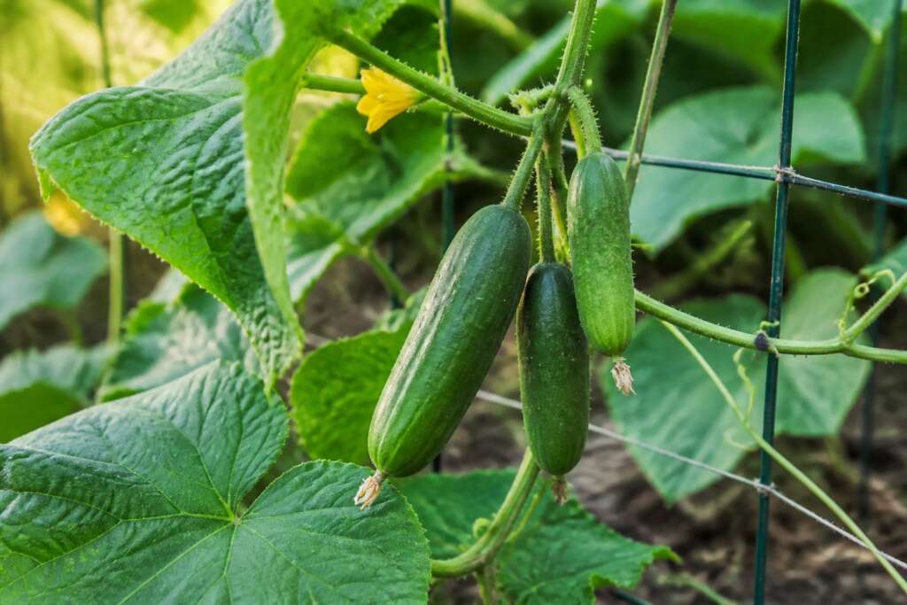 Cucumber plant growing in a garden
