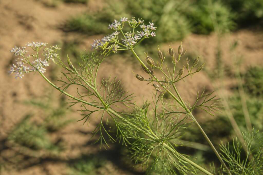 Cumin herb growing in a garden