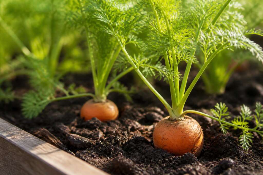 Parisian Carrot plant growing in a garden