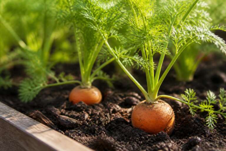 Parisian Carrot plant growing in a garden