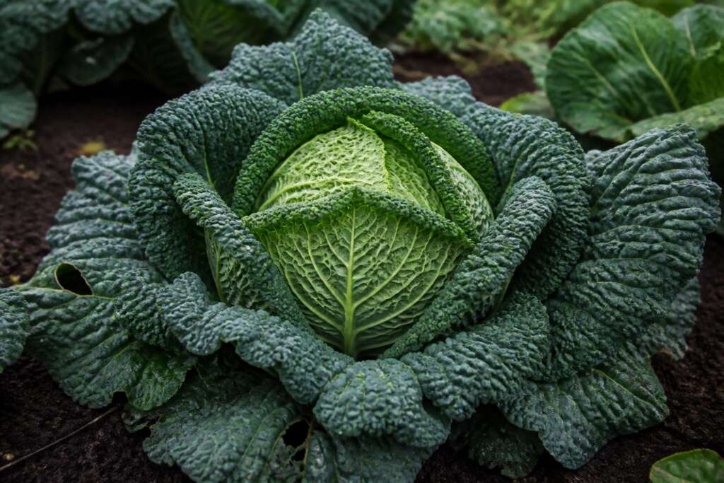 Savoy Cabbage plant growing in a garden
