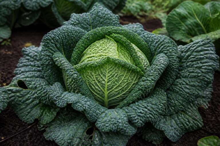 Savoy Cabbage plant growing in a garden