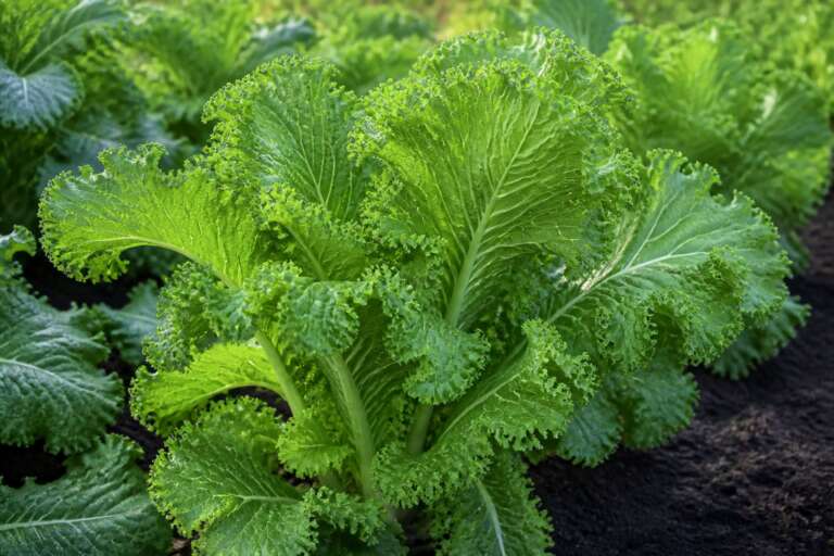 Southern Giant Curled Mustard plant growing in a garden