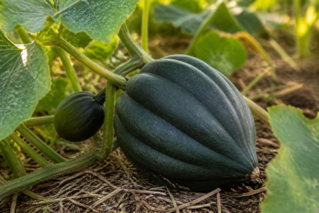 Table Queen Acorn Squash plant growing in a garden